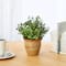 10" Eucalyptus & Sedum Succulent Plant in Ceramic Planter